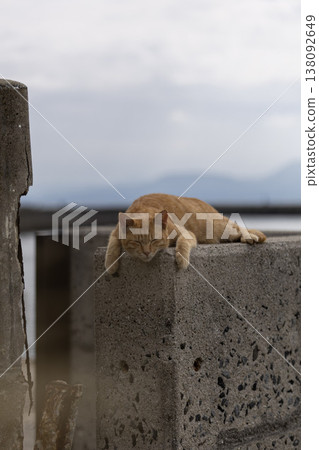 A tabby cat napping on the seawall. 138092649