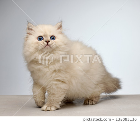 White Siberian colorpoint kitten Neva Masquerade with blue eyes White Siberian colorpoint kitten Neva Masquerade with blue eyes 138093136