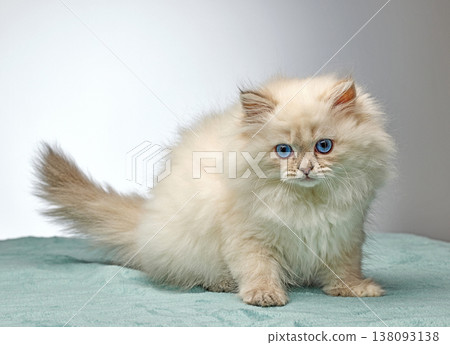 White Siberian colorpoint kitten Neva Masquerade with blue eyes 138093138