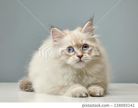 White Siberian colorpoint kitten Neva Masquerade with blue eyes White Siberian colorpoint kitten Neva Masquerade with blue eyes 138093141