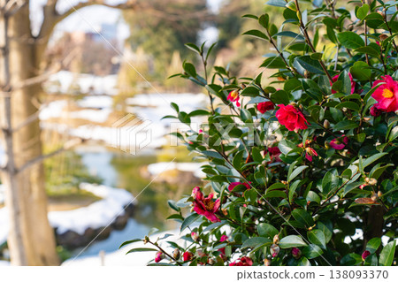 玉泉人丸花園雪景中盛開的山茶花 玉泉人丸花園雪景中盛開的山茶花 138093370