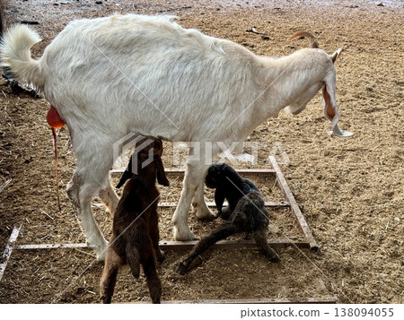Newborn baby goats with their mother on a livestock farm. A herd of goats on a livestock farm. Newborn baby goats with their mother on a livestock farm. A herd of goats on a livestock farm. 138094055
