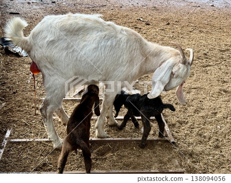Newborn baby goats with their mother on a livestock farm. A herd of goats on a livestock farm. 138094056