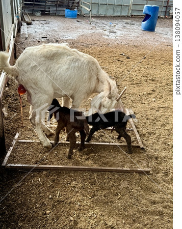 Newborn baby goats with their mother on a livestock farm. A herd of goats on a livestock farm. 138094057