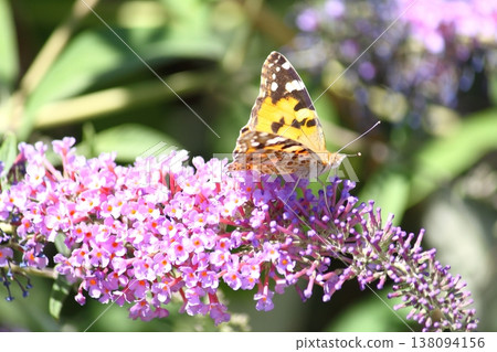 Flower in garden at sunny summer or spring day. beautiful butterfly. 138094156