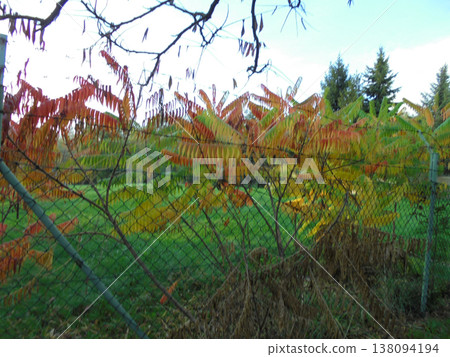 Autumn scene of many bushed with feathery leaves with beautiful colors Autumn scene of many bushed with feathery leaves with beautiful colors 138094194