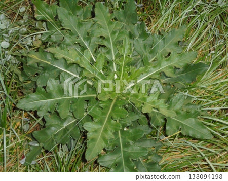 Detailed top view on dense thistle rosette growing on a meadow in grass Detailed top view on dense thistle rosette growing on a meadow in grass 138094198