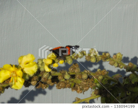 Blurry image of red admiral butterfly sitting on blooming denseflower mullein. Blurry image of red admiral butterfly sitting on blooming denseflower mullein. 138094199