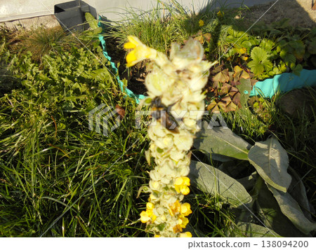 Blurred photo of honeybee sitting on tall denseflower mullein with grass behind. 138094200