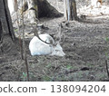 Albinotic fallow deer relaxing under trees in the forest, Bila, Beskydy. 138094204
