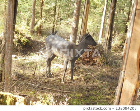 Young fallow deer, unusually dark, in forest in game park in Bila, Czech. Young fallow deer, unusually dark, in forest in game park in Bila, Czech. 138094205