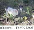 Young fallow deer between young spruce trees growing his first antlers. 138094206