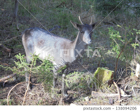 Young fallow deer between young spruce trees growing his first antlers. Young fallow deer between young spruce trees growing his first antlers. 138094206