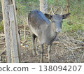 Close view on fallow deer fawn in enclosure of village Bila, Czech. 138094207