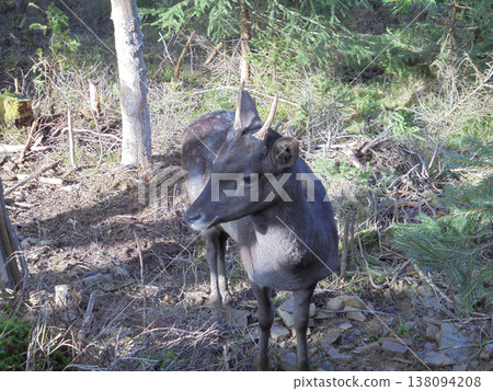 Fallow deer fawn during sunny day in forest, looking to the left. Fallow deer fawn during sunny day in forest, looking to the left. 138094208