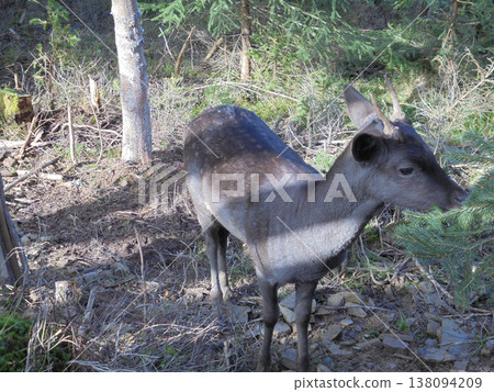 Cute fallow deer fawn looking to the right in forest in enclosure. Cute fallow deer fawn looking to the right in forest in enclosure. 138094209