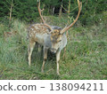 Adult fallow deer with giant antlers in tall grass near forest in Bila, Czech. 138094211