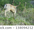 Back view on male fallow deer in game park in Bila village, returning to forest. 138094212
