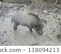 Adult boar searching for food in shallow mud in Bila village enclosure, Beskydy. 138094213