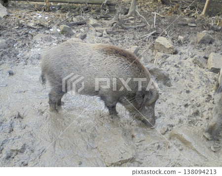 Adult boar searching for food in shallow mud in Bila village enclosure, Beskydy. Adult boar searching for food in shallow mud in Bila village enclosure, Beskydy. 138094213