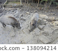 Several large boars rooting in mud between rocks and searching for food. 138094214