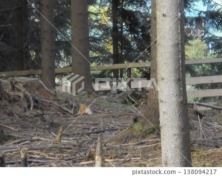 Blurry image of forest in game park in Bila village, roe deer in the distance. Blurry image of forest in game park in Bila village, roe deer in the distance. 138094217