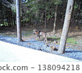 Blurred image of male moufflon going through spruce forest. 138094218