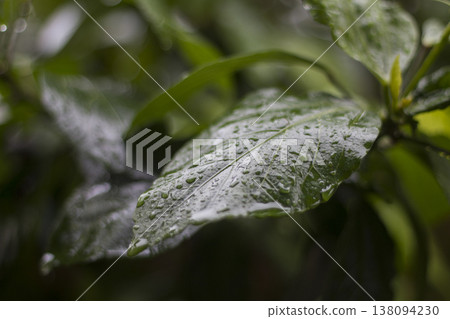 water drops on green leaf water drops on green leaf 138094230