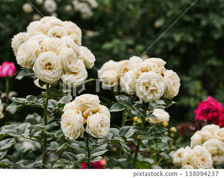 Elegant Cream White Roses Blooming in Garden Close-Up Elegant Cream White Roses Blooming in Garden Close-Up 138094237