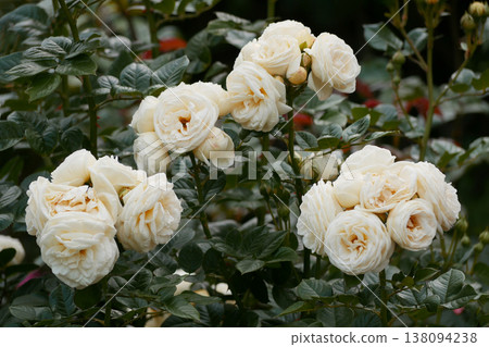 Elegant Cream White Roses Blooming in Garden Close-Up Elegant Cream White Roses Blooming in Garden Close-Up 138094238