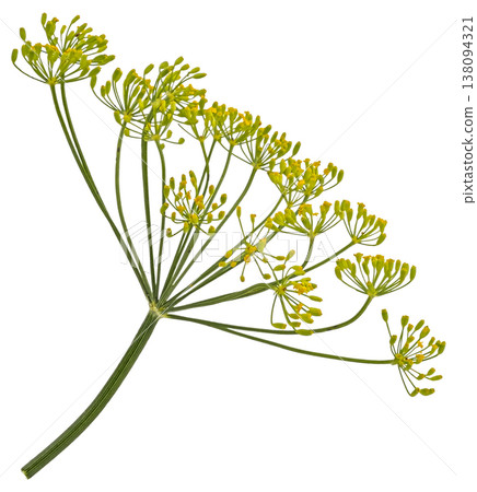 Falling dill flower and stalk isolated on white background with clipping path, full depth of field 138094321