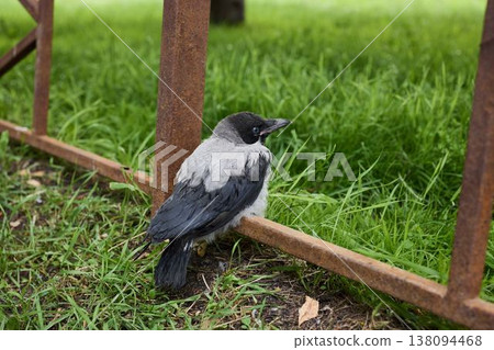 Bird inspecting camera lens, Alert hooded crow on grassy roadside 138094468