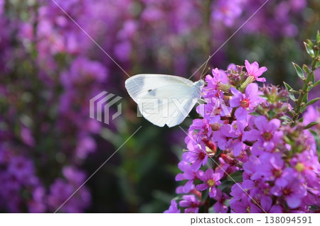 Flowers and monstrophy 138094591