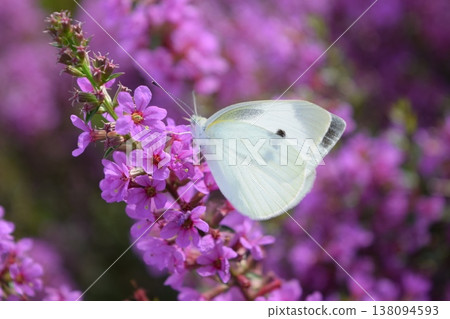 Flowers and monstrophy 138094593