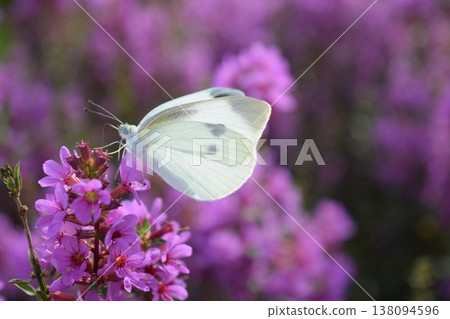 Flowers and monstrophy 138094596