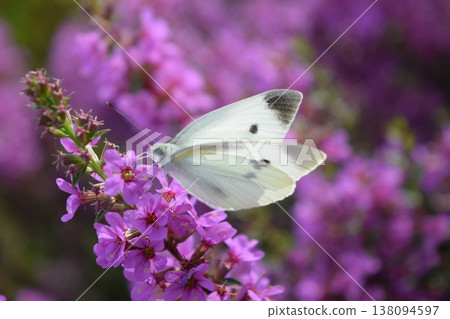 Flowers and monstrophy 138094597