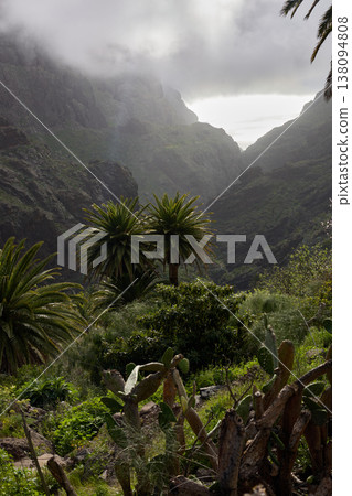 Misty Mountain Valley with Palm Trees Landscape 138094808