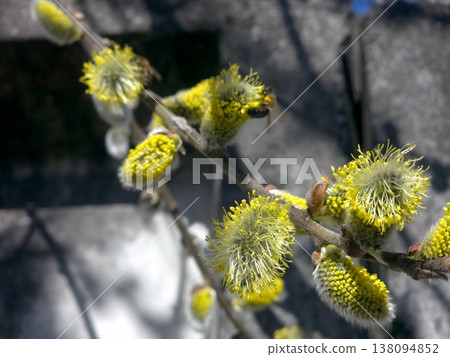 Willow Twig Blossoms During Spring Bloom in a Garden Setting Near Stone Steps Willow Twig Blossoms During Spring Bloom in a Garden Setting Near Stone Steps 138094852