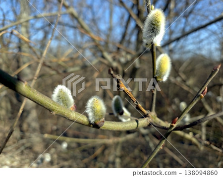 Willow Twig Blossom Appears on Branches During Spring Season in a Natural Setting Willow Twig Blossom Appears on Branches During Spring Season in a Natural Setting 138094860