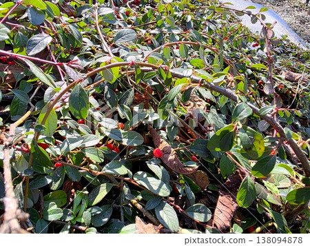 Cotoneaster Plants Growing in a Garden During Sunny Weather in Autumn Season Cotoneaster Plants Growing in a Garden During Sunny Weather in Autumn Season 138094878