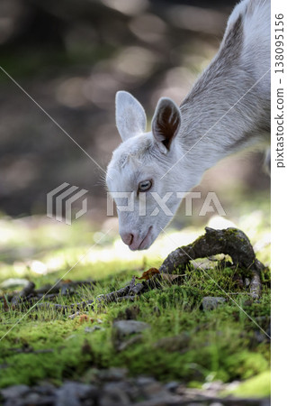 A goat leans its face close to the moss-covered ground. A goat leans its face close to the moss-covered ground. 138095156