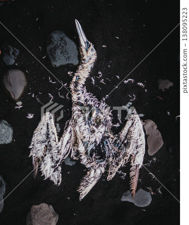Remains of a bird on the black sand of Diamond Beach, South Iceland. Remains of a bird on the black sand of Diamond Beach, South Iceland. 138095223
