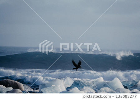 Bird in flight over glacial ice on Diamond Beach with waves in the background, South Iceland. Bird in flight over glacial ice on Diamond Beach with waves in the background, South Iceland. 138095277