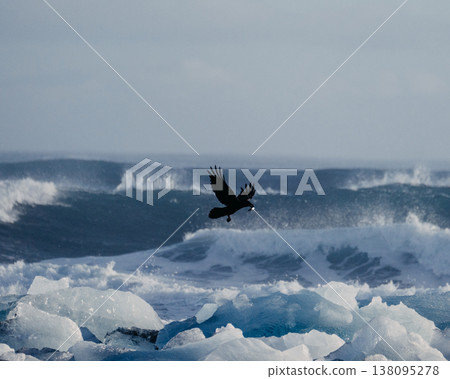 Bird in flight over glacial ice on Diamond Beach with waves in the background, South Iceland. Bird in flight over glacial ice on Diamond Beach with waves in the background, South Iceland. 138095278