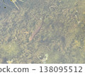Japanese fire-bellied newts in the floating island pond at Shirakimine 138095512