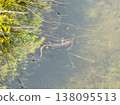 Japanese fire-bellied newts in the floating island pond at Shirakimine 138095513