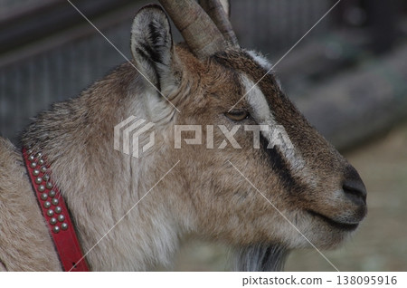 A goat with a gentle expression A goat with a gentle expression 138095916