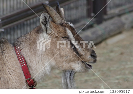 一隻表情溫馴的山羊 138095917