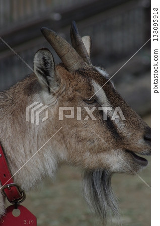 A goat with a gentle expression A goat with a gentle expression 138095918