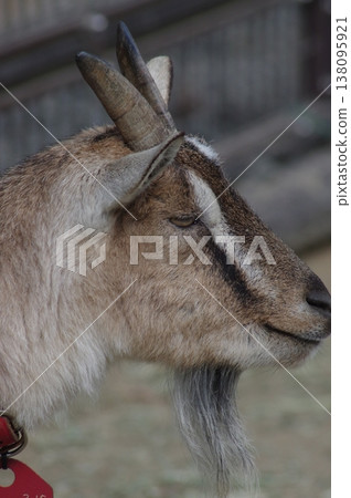 A goat with a gentle expression A goat with a gentle expression 138095921